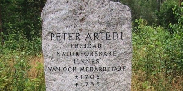 Peter Artedi